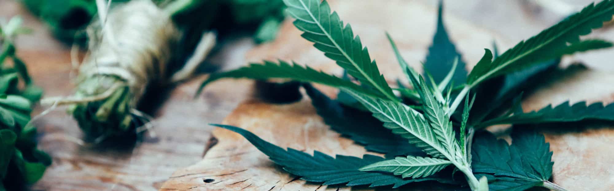 cannabis social media monitoring